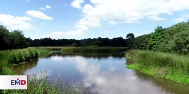 Bogotá busca proteger sus 17 humedales