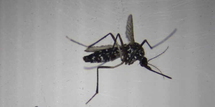 En Fotos | ¿El fin del dengue? Laboratorio español esteriliza mosquitos para combatir enfermedades