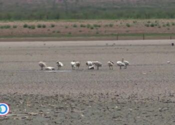Altas temperaturas y sequía: una crisis en el norte de México y el sur de EEUU