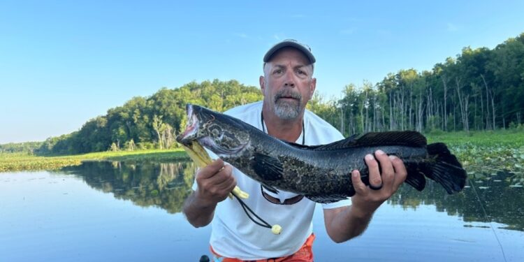 Pese a advertencias, pez cabeza de serpiente, asesino e invasor, no ha devorado a la competencia