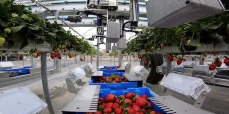 Agricultura automatizada y cómo los robots se abren camino en el campo