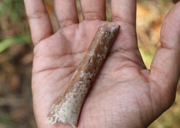 Fósiles indican que «hobbits» aún más pequeños existieron en una isla indonesia hace 700.000 años