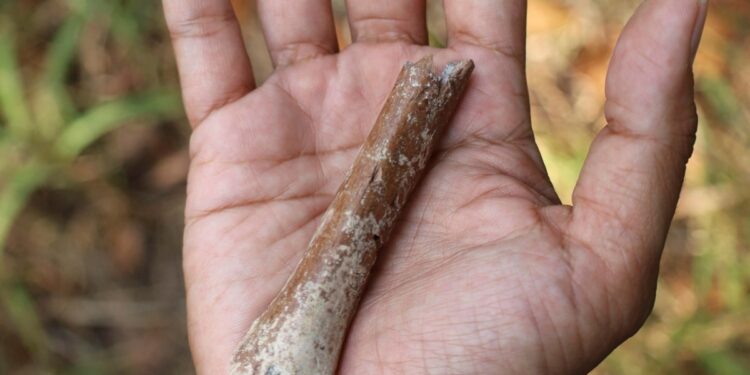 Fósiles indican que «hobbits» aún más pequeños existieron en una isla indonesia hace 700.000 años