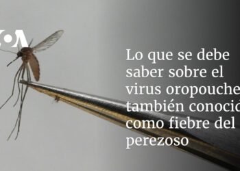 Lo que se debe saber sobre el virus oropouche, también conocido como fiebre del perezoso