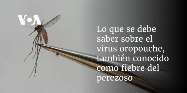 Lo que se debe saber sobre el virus oropouche, también conocido como fiebre del perezoso