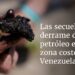 Las secuelas del derrame de petróleo en una zona costera de Venezuela