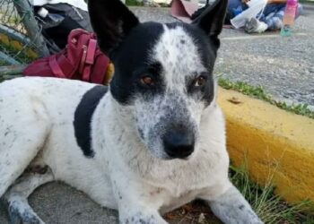 Ofrecen recompensa de $1.000 por información sobre «Manchas», el perrito desaparecido en Caracas