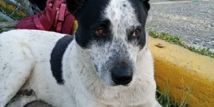 Ofrecen recompensa de $1.000 por información sobre «Manchas», el perrito desaparecido en Caracas