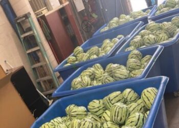 EEUU incauta metanfetamina disfrazada de sandías en cruce fronterizo con México