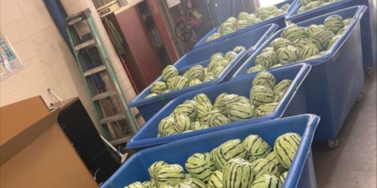 EEUU incauta metanfetamina disfrazada de sandías en cruce fronterizo con México