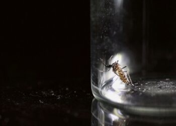 Honduras realizará una mega fumigación contra el véctor del dengue