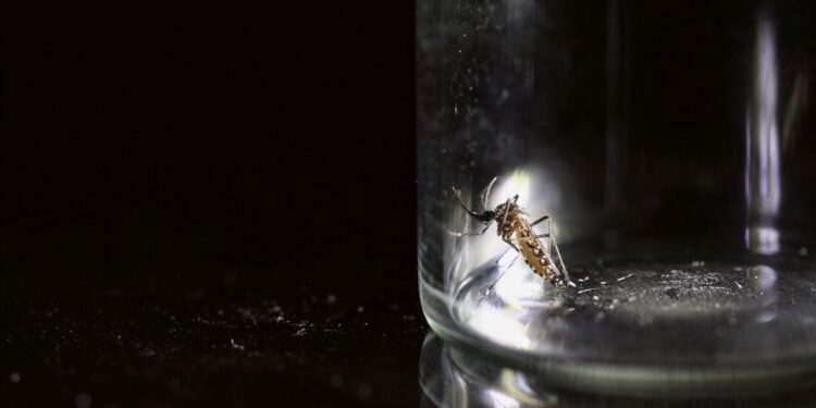 Honduras realizará una mega fumigación contra el véctor del dengue