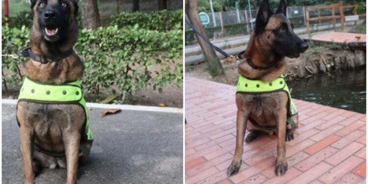 Nika, la perra que evitó el ingreso de más de siete kilos de droga a Venezuela