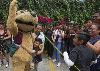 Este es Wisin, el perrito luchador de México que se ha vuelto en fenómeno viral