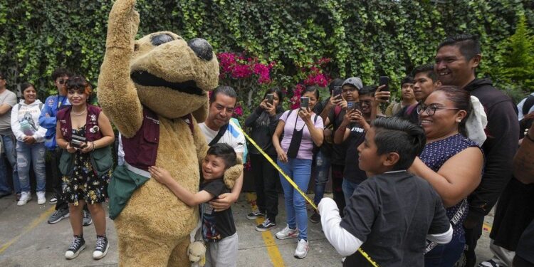 Este es Wisin, el perrito luchador de México que se ha vuelto en fenómeno viral