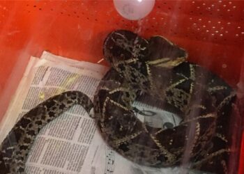 El ganador de un concurso de cacería de pitones birmanas en la Florida capturó hasta 20 ejemplares