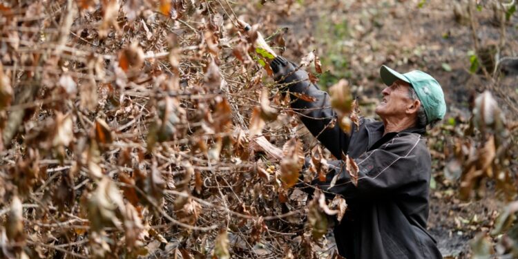 Sequía en Brasil afecta a fincas cafeteras y amenaza con elevar aún más los precios