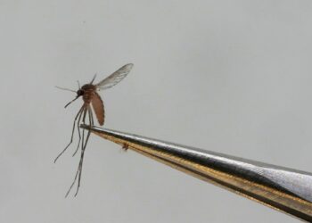 Alerta institucional en Guatemala por el alto índice de casos de dengue