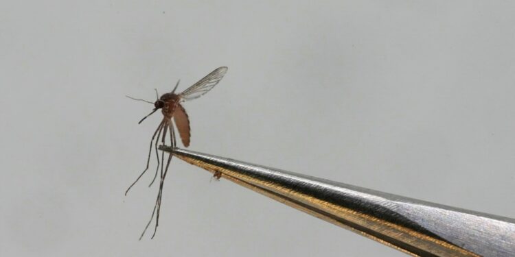 Alerta institucional en Guatemala por el alto índice de casos de dengue