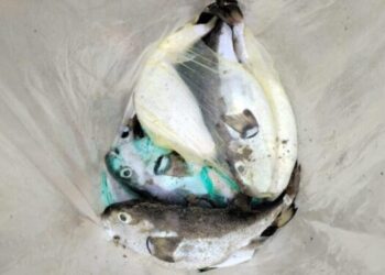 Misterio en La Guaira por el hallazgo de enorme cantidad de peces muertos a orillas de una playa