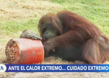 Zoológico de Phoenix aplica medidas especiales para proteger a los animales en verano