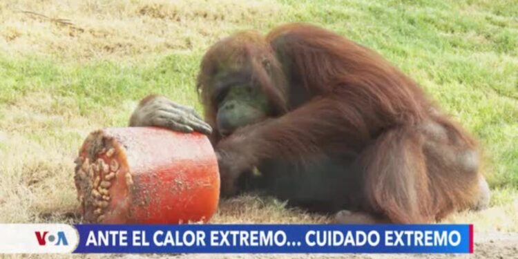 Zoológico de Phoenix aplica medidas especiales para proteger a los animales en verano