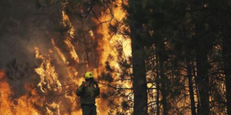 Ecologistas en Bolivia lamentan la lentitud del gobierno en actuar frente a los incendios