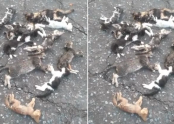 La matanza de una docena de gatitos sin hogar rompió corazones en Maracay