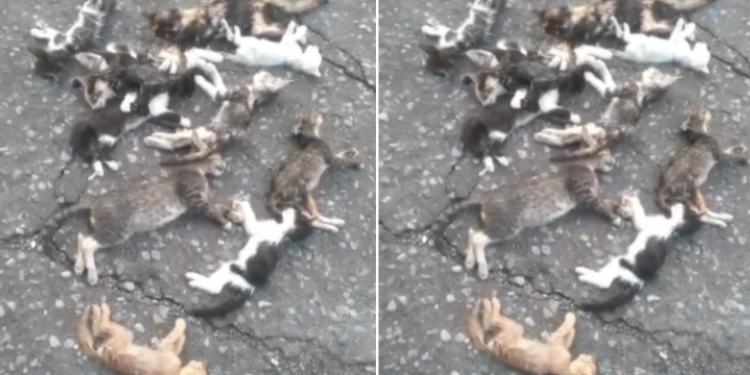 La matanza de una docena de gatitos sin hogar rompió corazones en Maracay