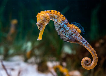 Venezuela libera 600 caballitos de mar para la conservación de especies