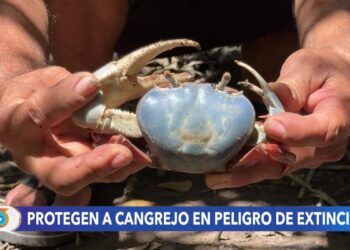 Los guardianes del cangrejo azul, una especie en extinción en El Salvador