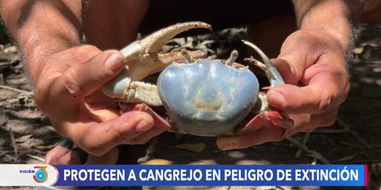 Los guardianes del cangrejo azul, una especie en extinción en El Salvador