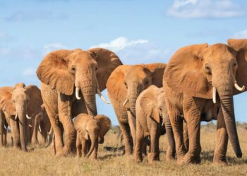 Zimbabwe sacrificará 200 elefantes para alimentar a su población