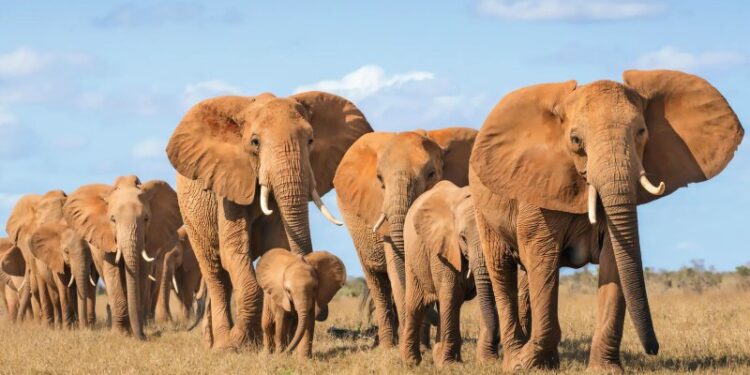 Zimbabwe sacrificará 200 elefantes para alimentar a su población