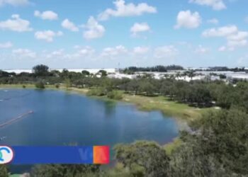 Condado en Miami impulsa la siembra de árboles para reducir el calor extremo