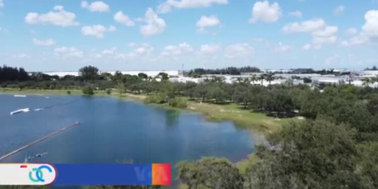 Condado en Miami impulsa la siembra de árboles para reducir el calor extremo