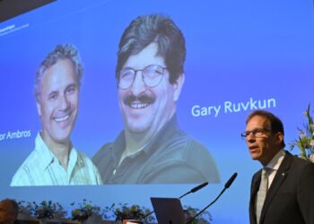 Premio Nobel de Medicina es para los científicos estadounidenses Ambros y Ruvkun