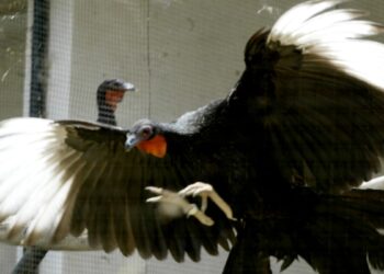 Un estudio documenta la extinción de 610 especies de aves y su impacto ecológico