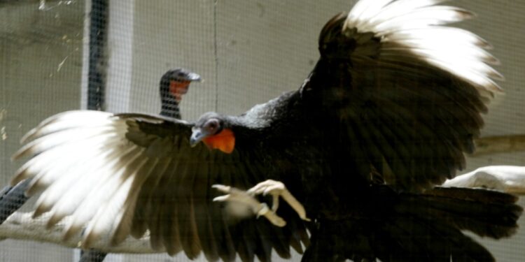 Un estudio documenta la extinción de 610 especies de aves y su impacto ecológico