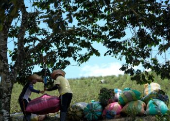 Cultivos de coca y producción potencial de cocaína repuntan a cifras récord en 2023: ONU