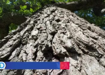 Rescatar los árboles de encinos… más que un capricho científico, es una cuestión de supervivencia 