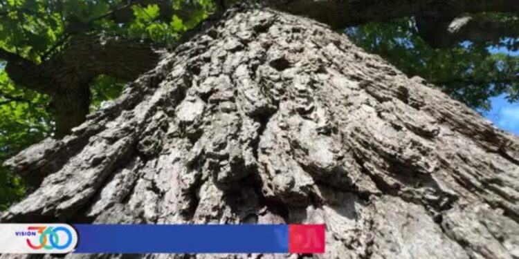 Rescatar los árboles de encinos… más que un capricho científico, es una cuestión de supervivencia