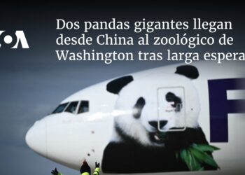 Dos pandas gigantes llegan desde China al zoológico de Washington tras larga espera