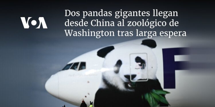 Dos pandas gigantes llegan desde China al zoológico de Washington tras larga espera