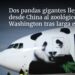 Dos pandas gigantes llegan desde China al zoológico de Washington tras larga espera