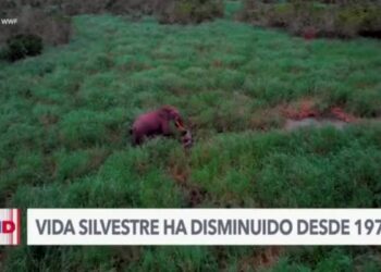 Vida silvestre amenazada por el cambio climático, según ambientalistas
