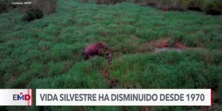 Vida silvestre amenazada por el cambio climático, según ambientalistas