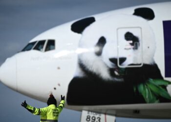 El zoológico de Washington recibió a dos pandas gigantes que son uno de los grandes atractivos de la capital de EEUU