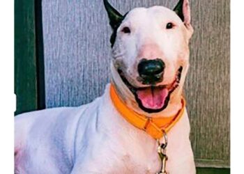 Hombre arrestado por abandonar a su perro antes de llegada de huracán Milton a Florida