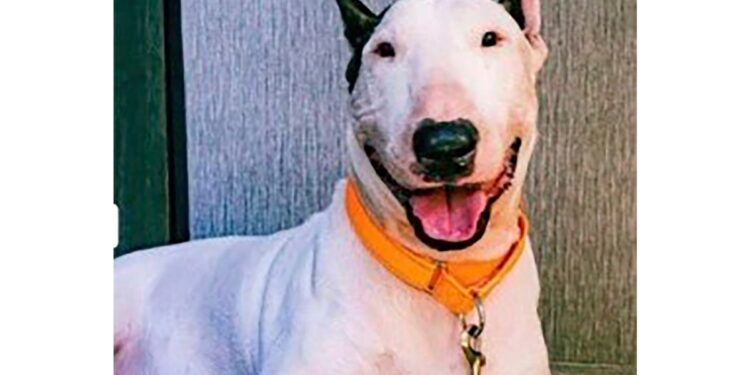 Hombre arrestado por abandonar a su perro antes de llegada de huracán Milton a Florida